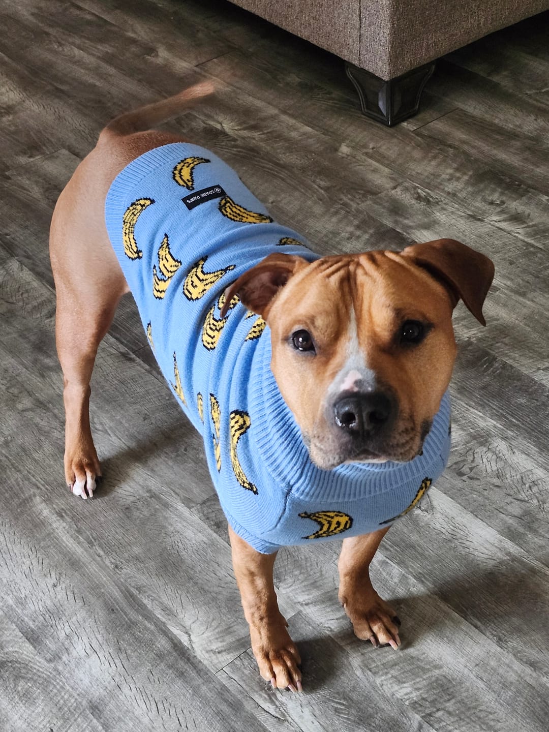 Customer photo review of Banana Knit Dog Sweater