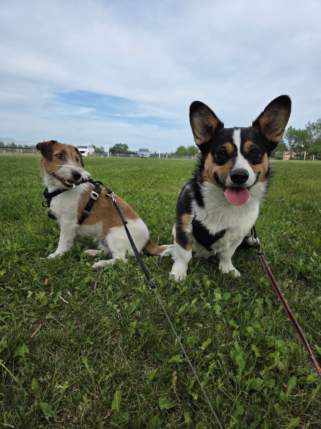 Customer photo review of 12 Inch Jumbo Braided Bully Stick