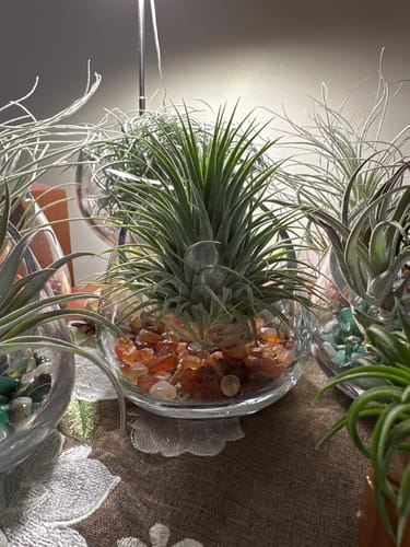 Customer photo review of Ionantha Snowball (SALE!)