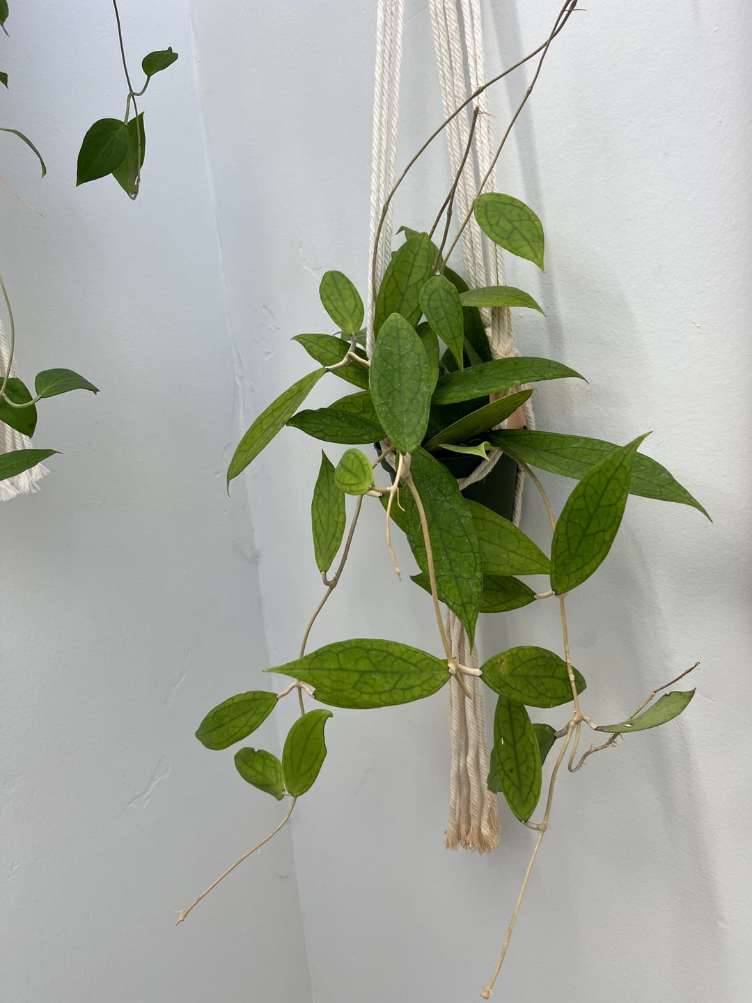 Customer photo review of Hoya vitellinoides