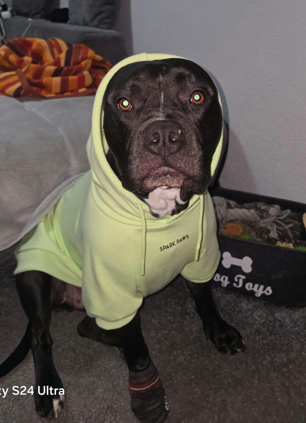 Customer photo review of Essential Dog Hoodie - Honey Dew