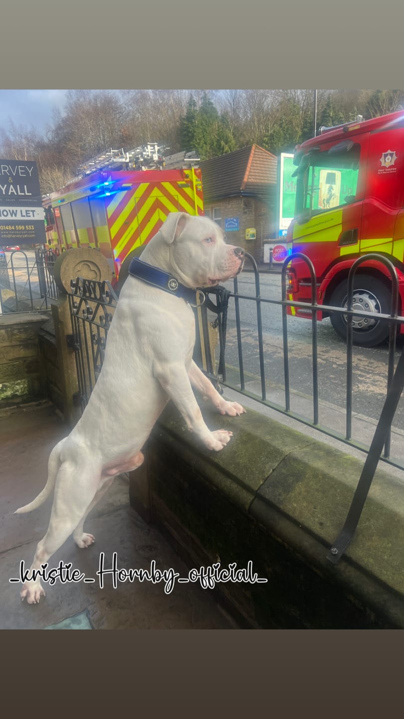 Customer photo review of 5cm Slip on Collar | Foam Padded - Blue