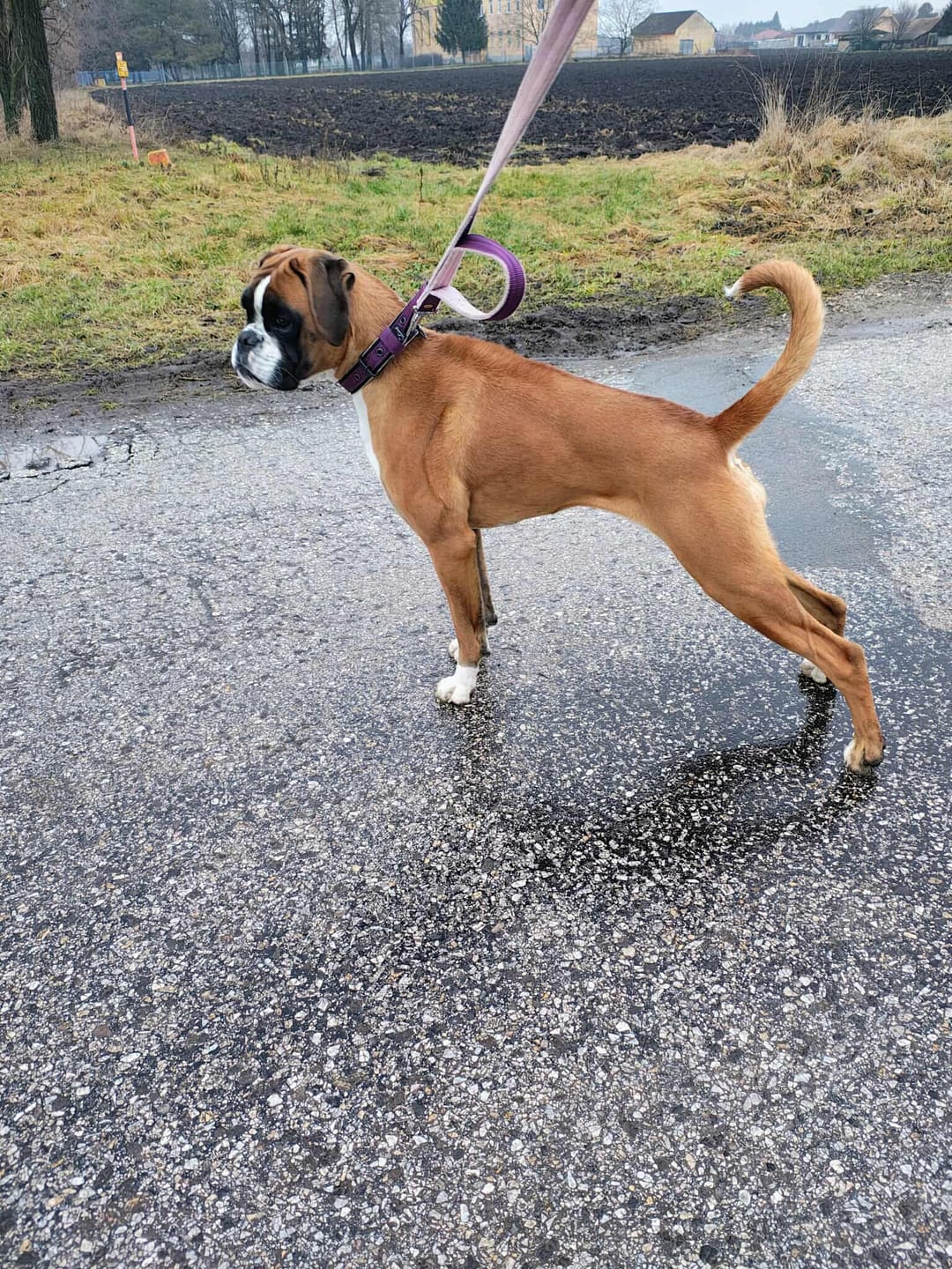 Customer photo review of Smycz z dodatkową rączką - Guard Leash Śliwkowa