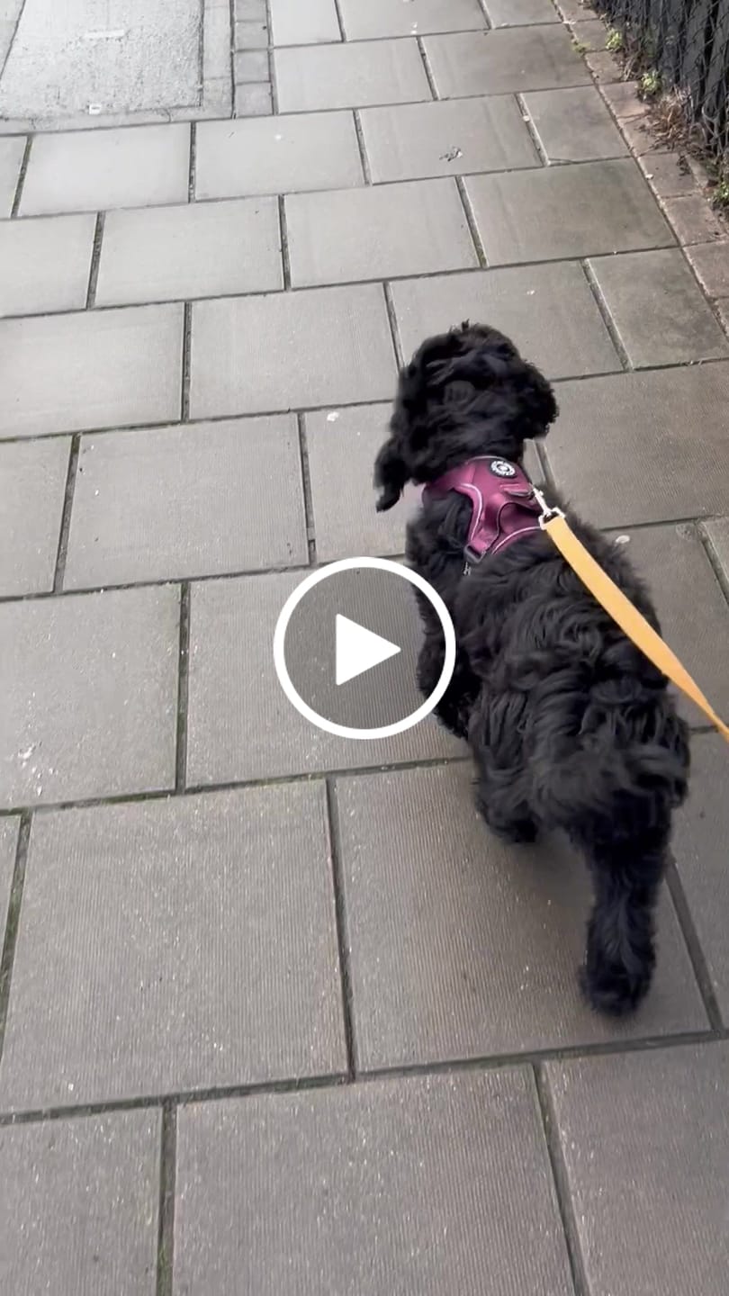 Customer video review of Trail & Glow® Dog Harness - Mulberry Tweed