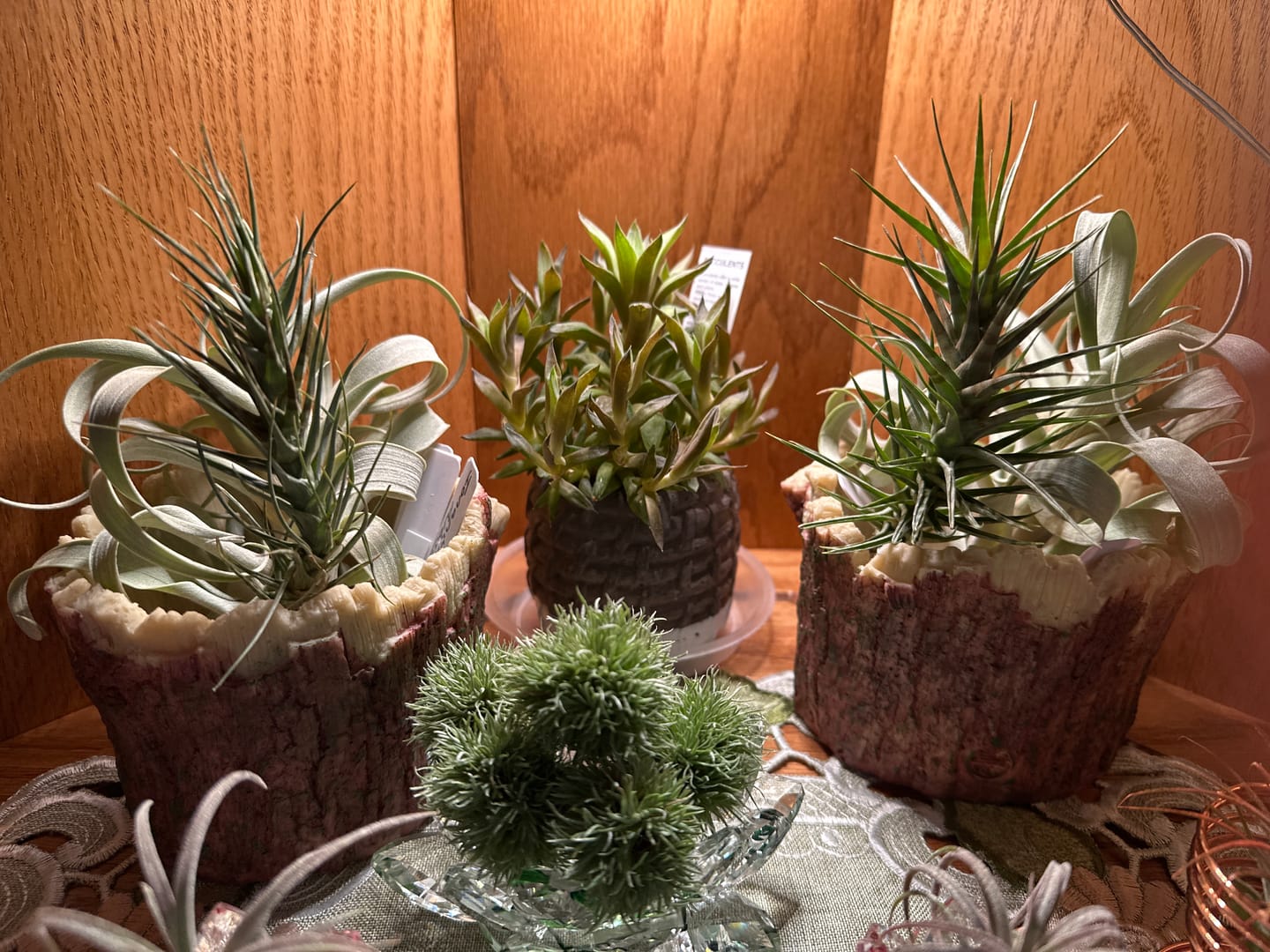 Customer photo review of Aeranthos 'Zebrina'  *NEW WORLDWIDE RELEASE!*