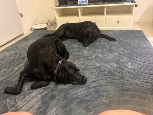 Customer's two black dogs resting on the soft, grey Designer Relax Mat in a living room.