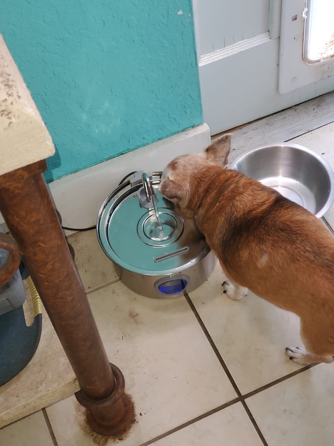 Customer photo review of Pawdrate™ Filtered Water Fountain