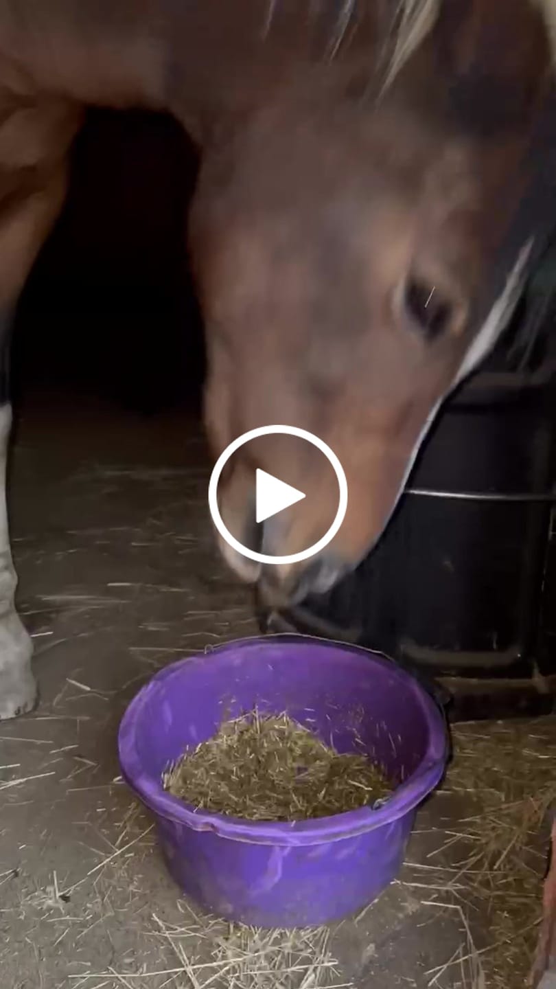 Customer video review of Horse nutrition