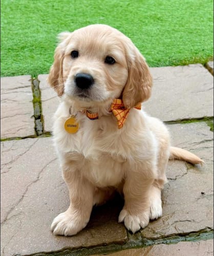 Customer photo review of ID Tag Disney© - Woody