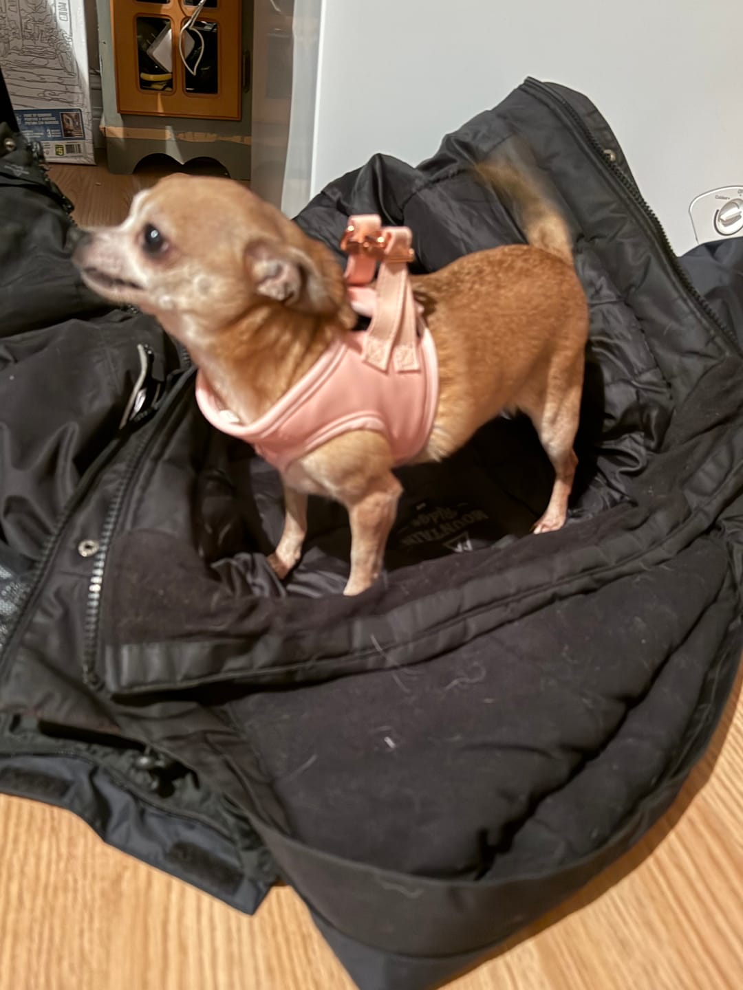 Customer photo review of Mystery Box - Dog