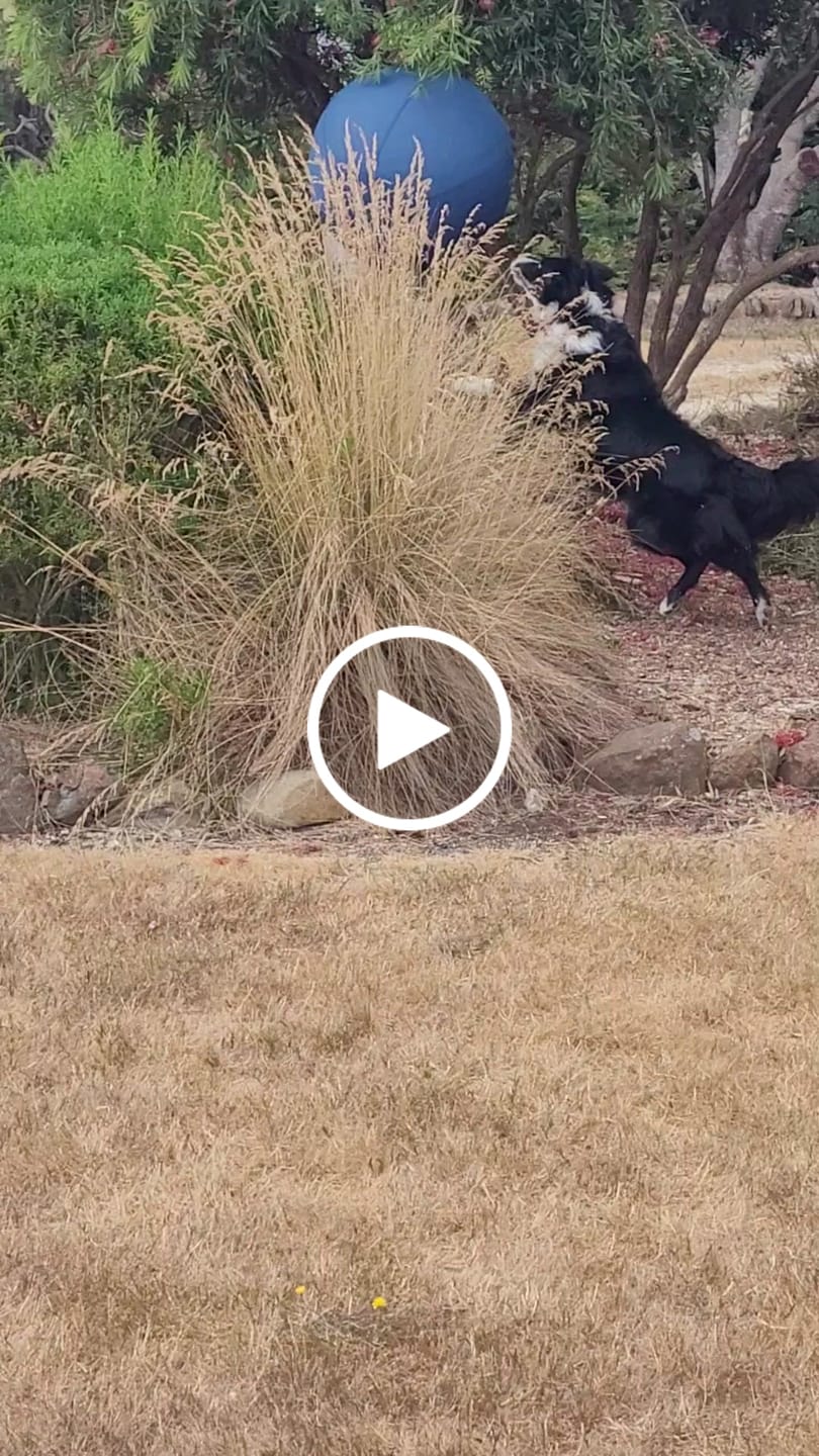 Customer video review of Herding Ball