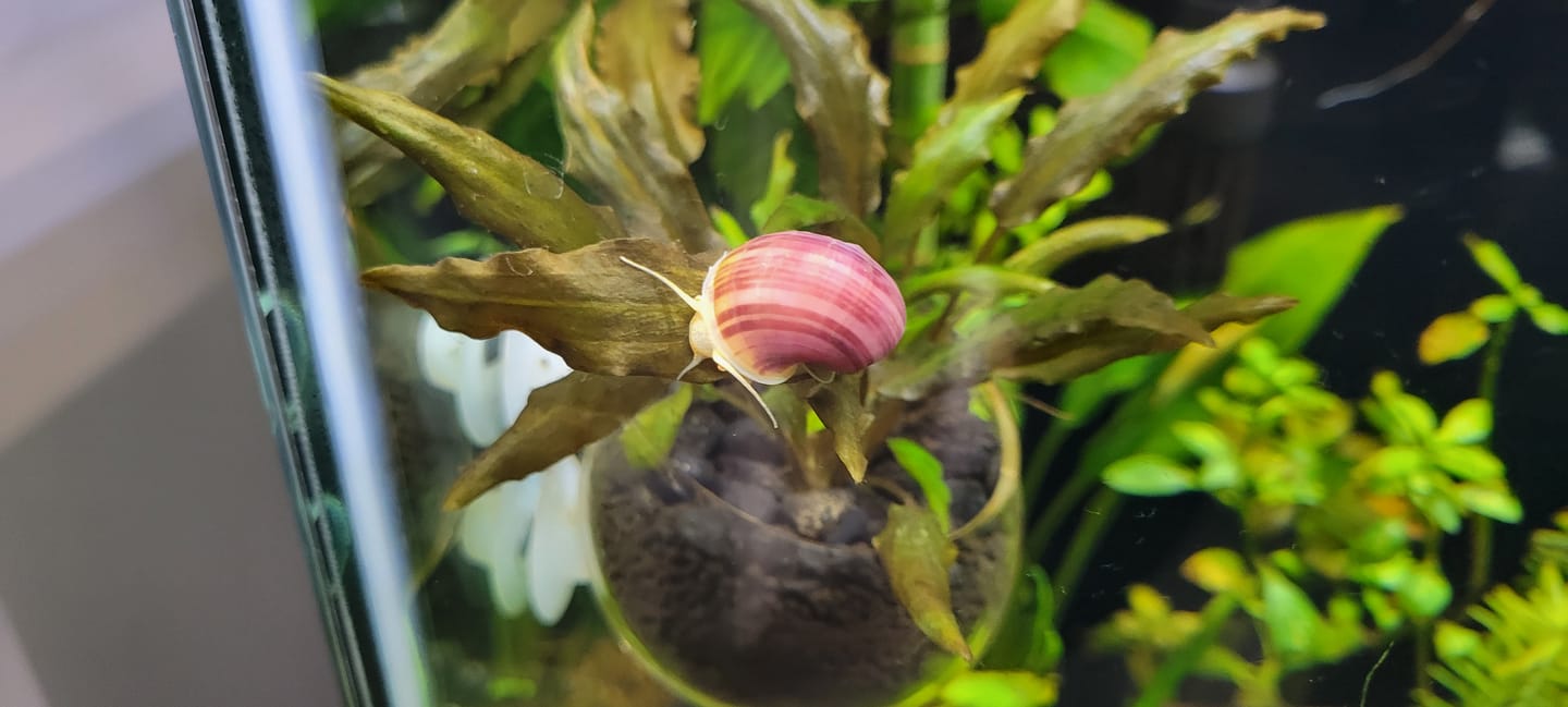 Customer photo review of Magenta Mystery Snail