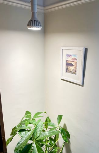 Customer photo review of Pianta Grow Light and Enna Plug-in Ceiling Pendant Bundle