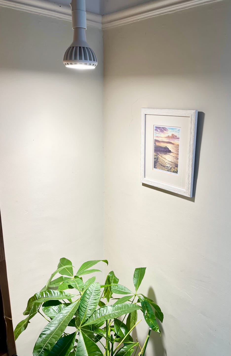 Customer photo review of Pianta Grow Light and Enna Plug-in Ceiling Pendant Bundle