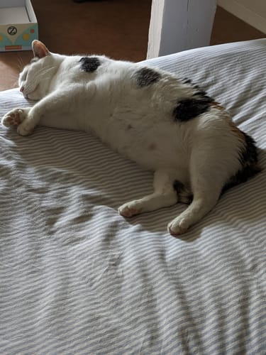 Avis d'un client : son chat blanc et tacheté dort paisiblement, satisfait de sa pâtée au saumon.