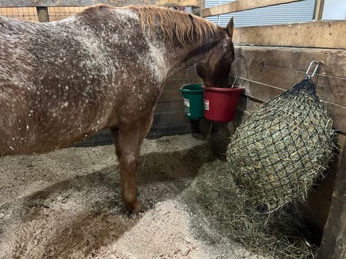 Customer photo review of Hay Chix® Half Bale Net