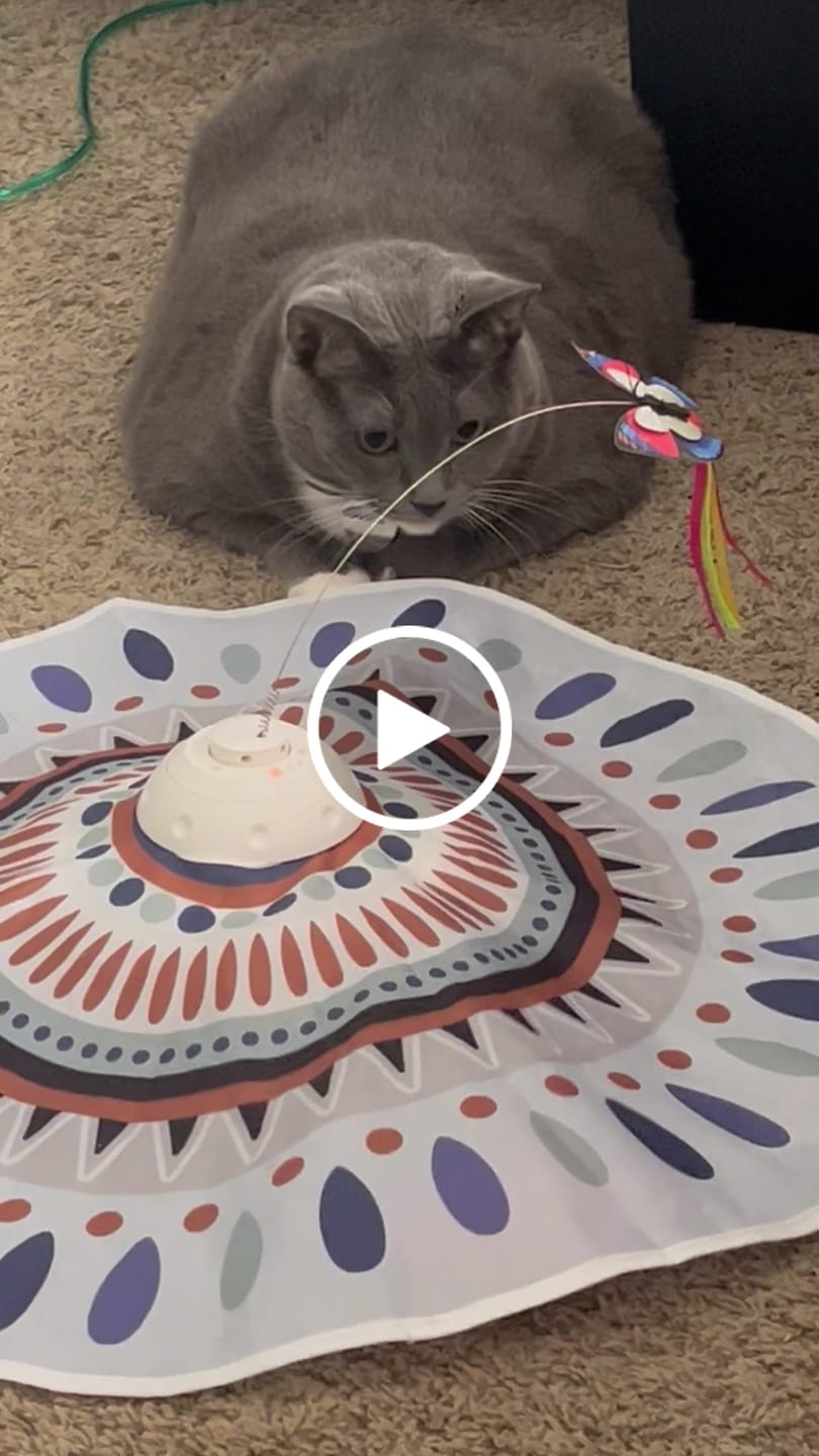 Customer video review of 3x Blisso Advanced Cat Probiotic