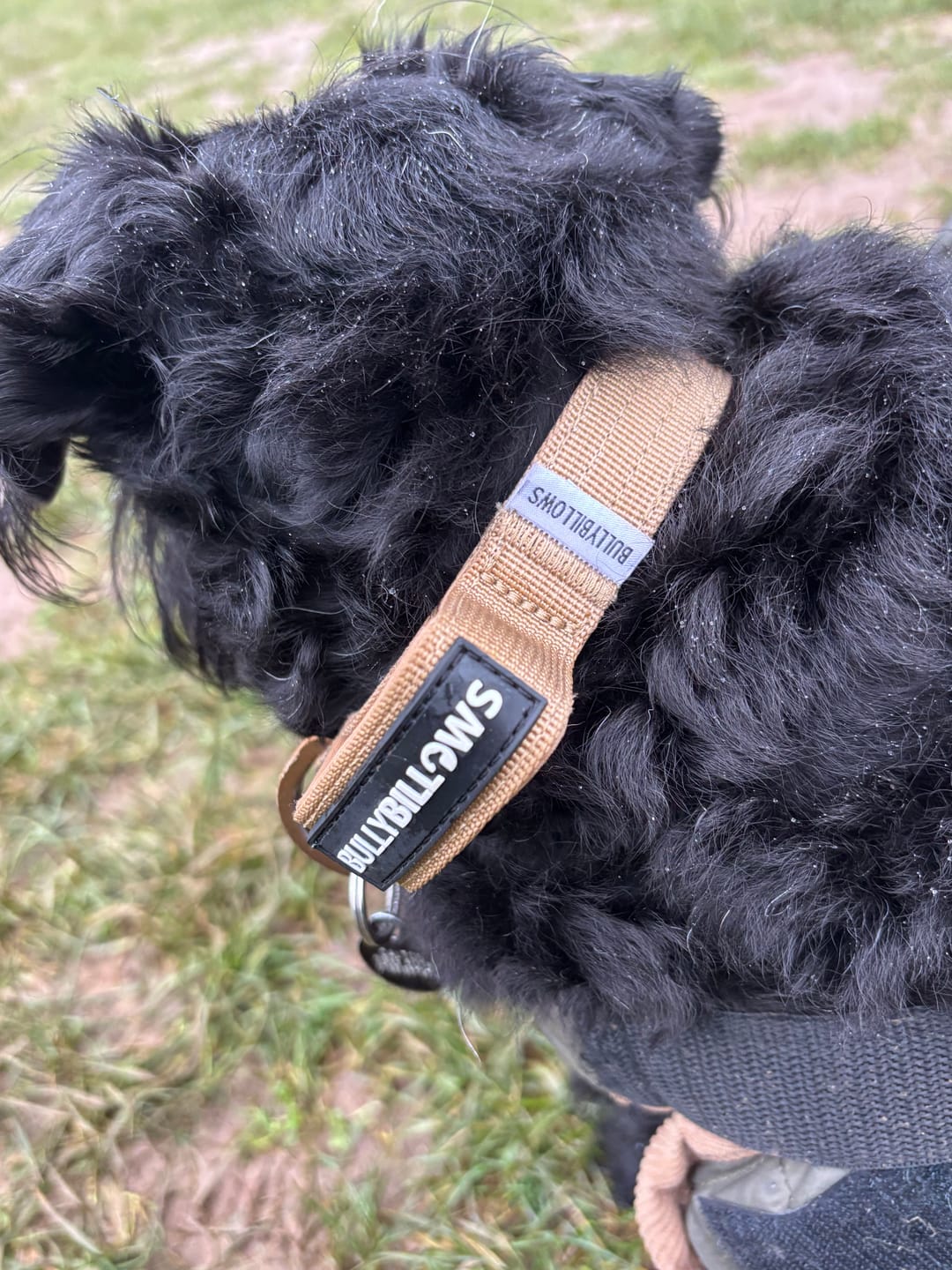 Customer photo review of 2.5cm Lighter Combat® Collar | Handle & Rated Clip - Tan x Tan