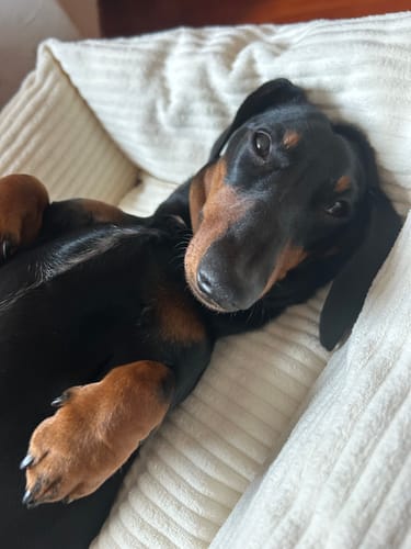 Customer photo review of Cover Divanetto Velluto a Coste Panna