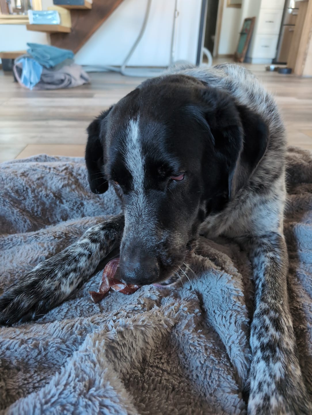 Customer photo review of 6 Inch Thick Braided Bully Stick
