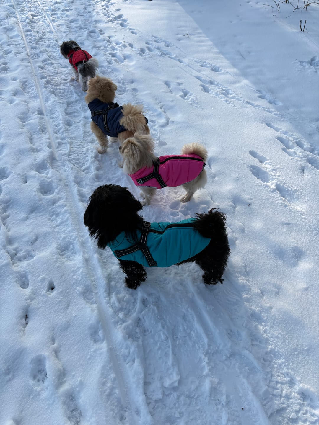 Customer photo review of Emmalove - Wasserdichter Hundemantel Extreme