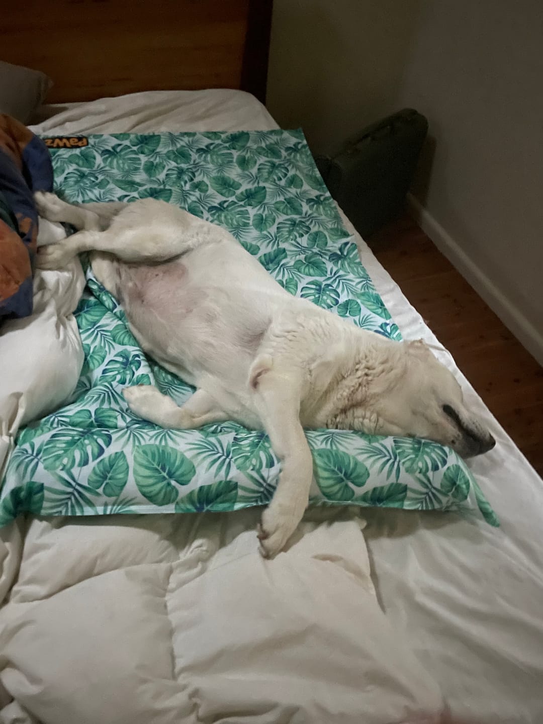 Customer photo review of Dog Summer Cooling Mat
