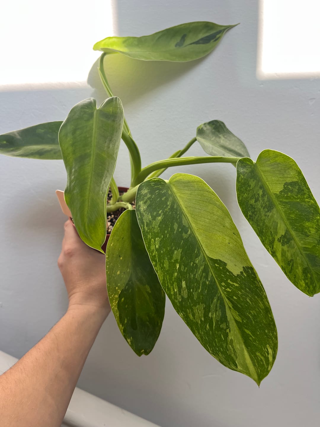 Customer photo review of Philodendron 'Jose Buono'