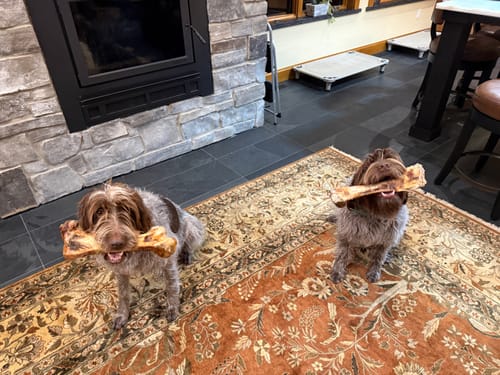 Customer photo review of Ostrich Hip Bone (12" x 5"x 3”): The Durable, Flavor-Packed Chew for Medium & Large Dogs