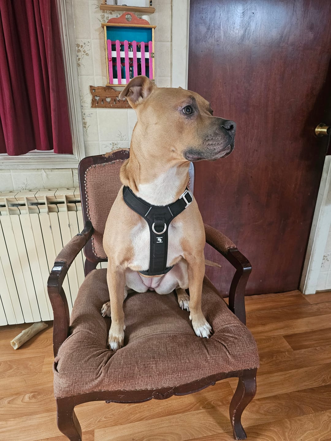 Customer photo review of Arnés Aerosport para Perros - Street Dogs - Black