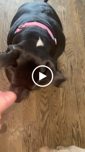 Customer video review of Beef Lung Chunks 1lb