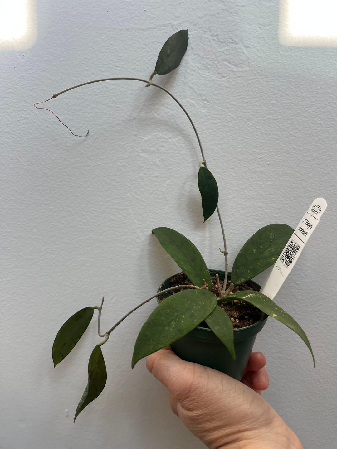 Customer photo review of Hoya cominsii