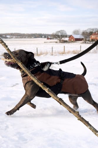 Customer photo review of Guard Leash Safe Svart - Väktarkoppel med handtag & reflex