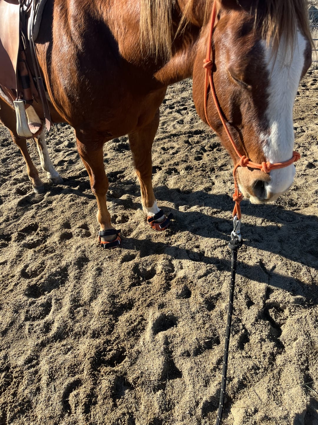 Customer photo review of Renegade® Viper Shield™ Hoof Boot Seconds - Arizona Copper
