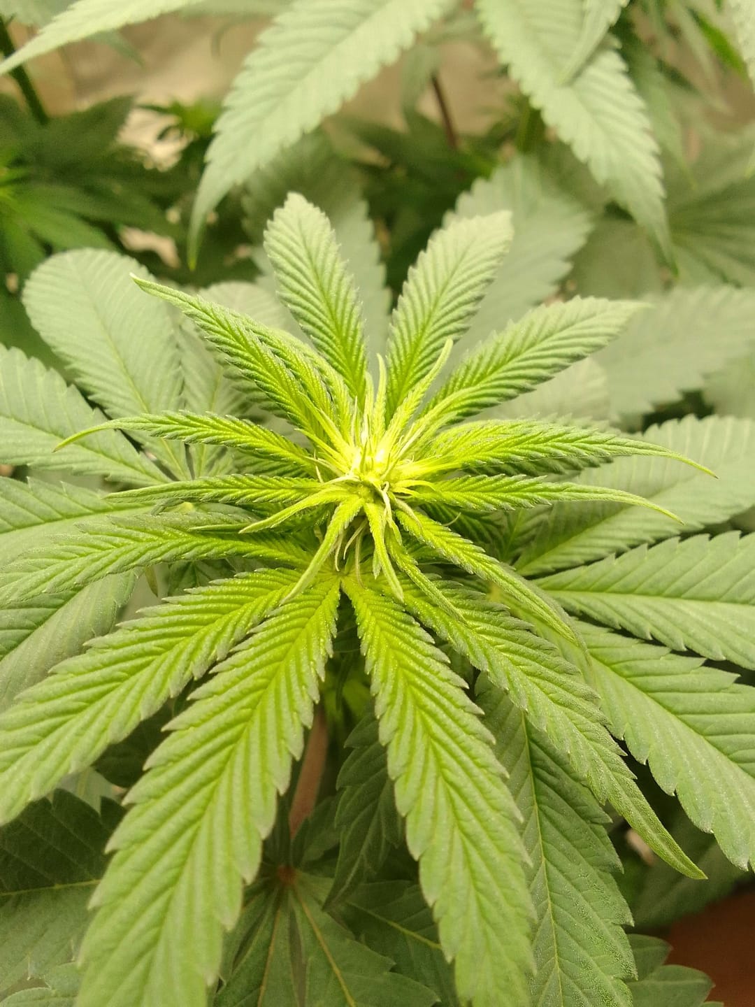 Customer photo review of HHZ Blüte - Northern Lights
