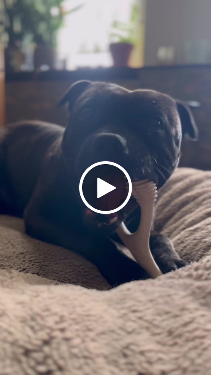 Customer video review of BetterBone Hundeknochen – Nachhaltig, Zahnfreundlich & Langlebiges Kauspielzeug