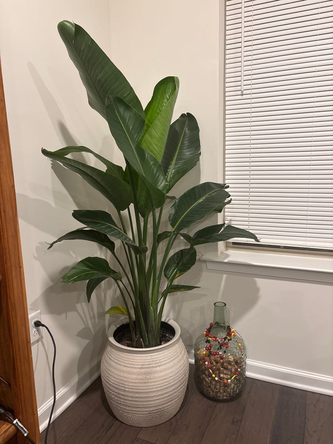 Customer photo review of Bird of Paradise White, Strelitzia Nicolai