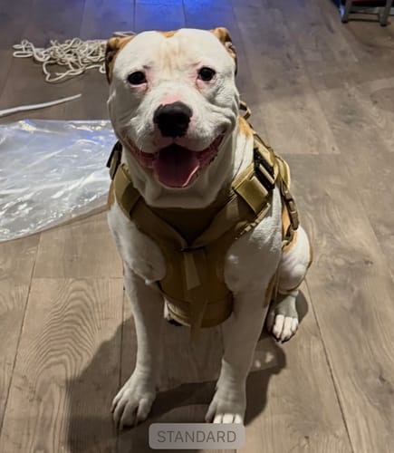 Customer's happy dog sitting on a wood floor wearing the tan Classic Heavy-Duty Tactical Team K9 Dog Harness.