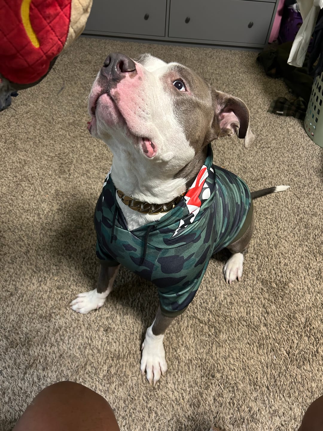 Customer photo review of Shark Monster Dog Hoodie - Green Camo
