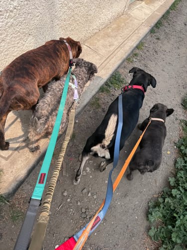 Customer photo review of CT9772 1 Pieza De Collar Con Correa Para Mascota