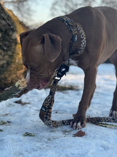Customer photo review of Szeroka obroża z klamrą extreme - Extreme Buckle Leopard