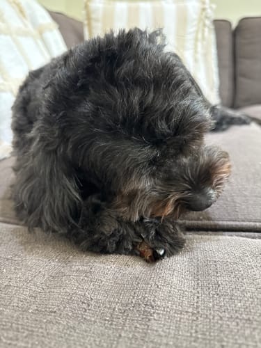 Customer photo review of Kangaroo Tendons - Natural Dental Chews!