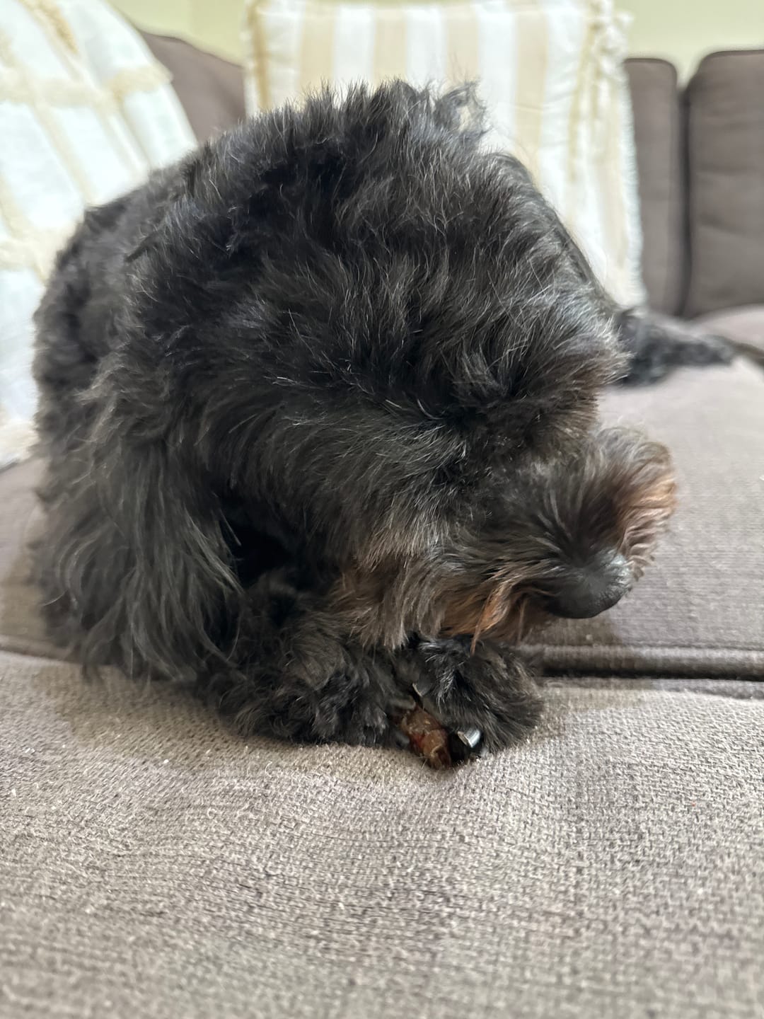 Customer photo review of Kangaroo Tendons - Natural Dental Chews!