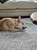 Customer photo review of 6 Inch Standard Braided Bully Stick