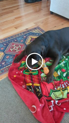 Customer video review of Regular/Unflavored Himalayan Yak Chews | 6-Sizes (for Small to Big Dogs)