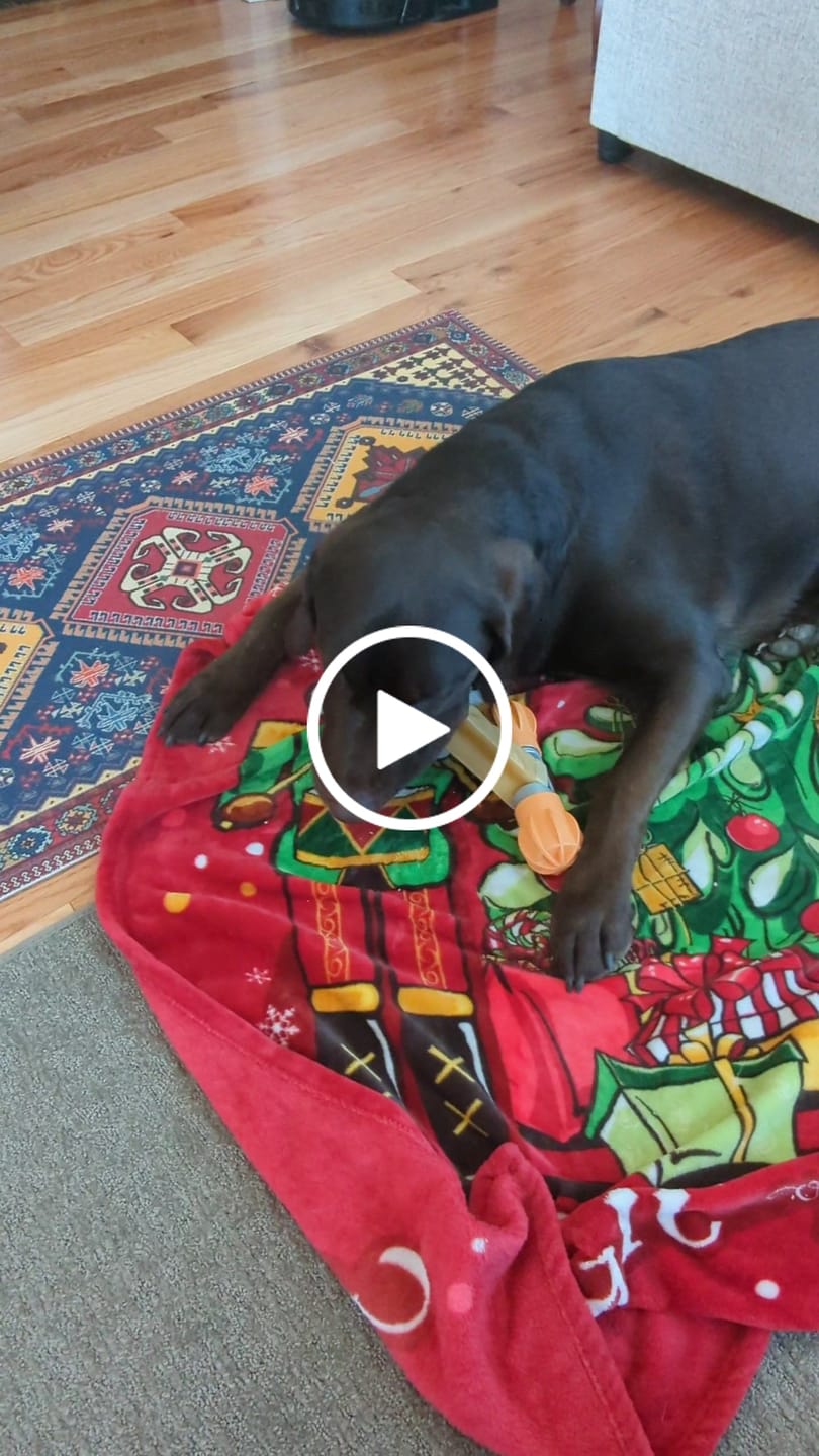 Customer video review of Regular/Unflavored Himalayan Yak Chews | 6-Sizes (for Small to Big Dogs)