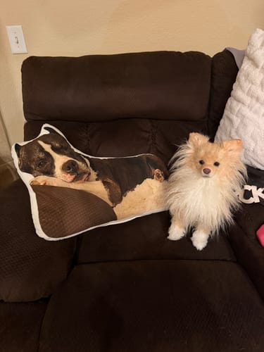 Custom Petslify plush reviewed by Jessica B., handmade replica of their pet