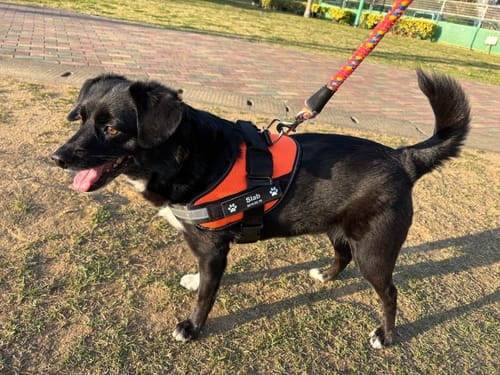 Customer photo review of FunFunPet 高機能ハーネス（お名前タグ作成サービス付き）