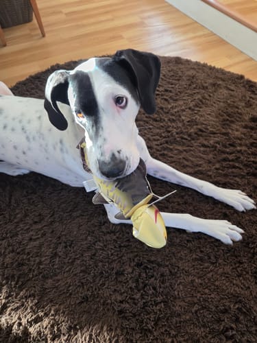 Customer photo review of Fly & Fetch Launching Toys