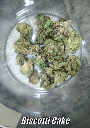 Customer photo review of Biscotti Cake Littles - Bulk Littles - Hybrid