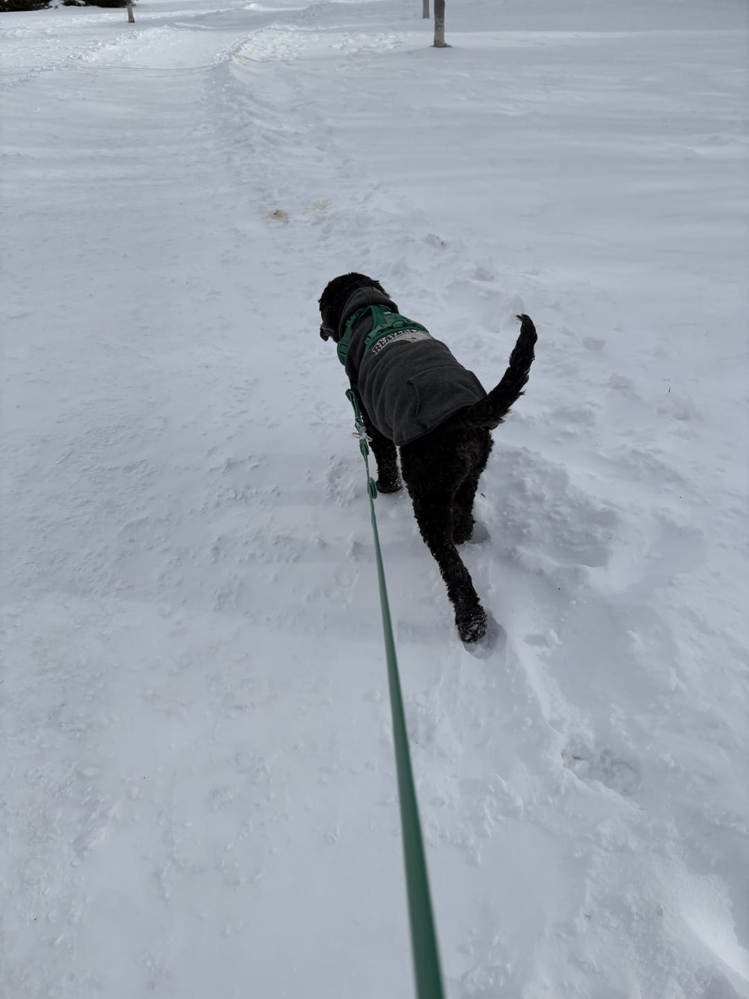 Customer photo review of Solace 6-IN-1 Hands Free Waterproof Leash